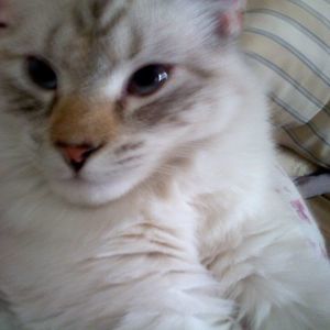 Meet your Posher, Don